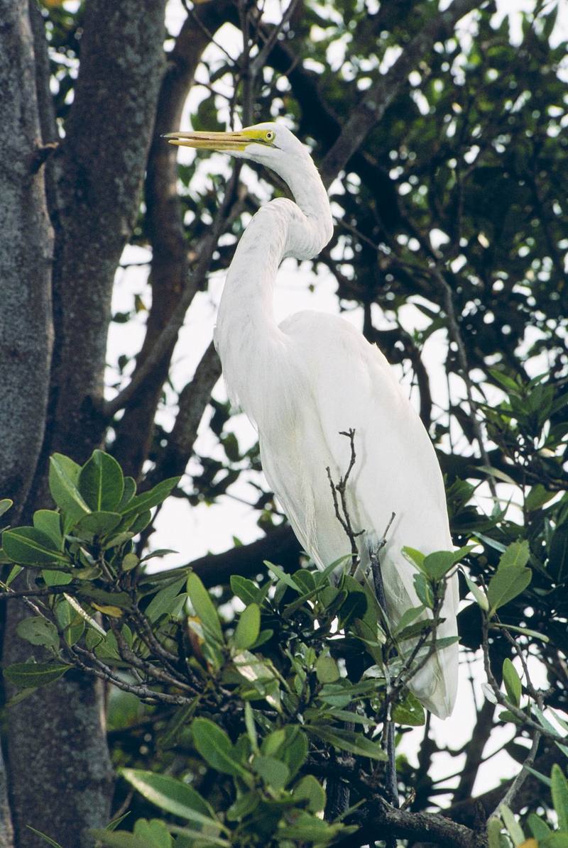 Great Egret (Ardea alba) {!--대백로(大白鷺)-->; DISPLAY FULL IMAGE.