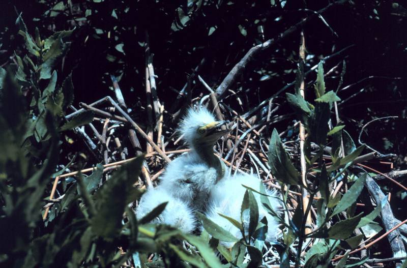 Great Egret chicks (Ardea alba) {!--대백로(大白鷺)-->; DISPLAY FULL IMAGE.