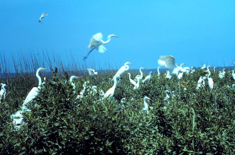 Great Egret (Ardea alba) {!--대백로(大白鷺)--> & Snowy Egrets flock; DISPLAY FULL IMAGE.