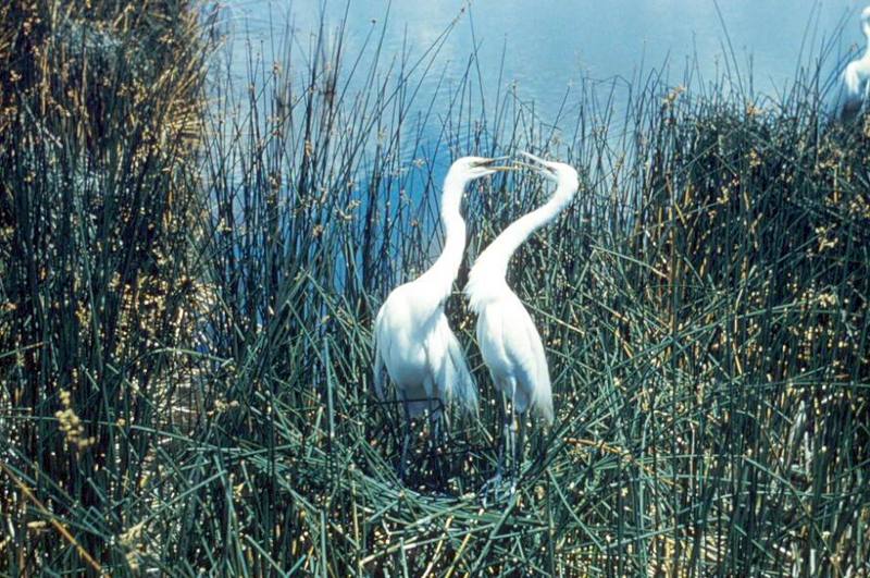 Great Egrets (Ardea alba) {!--대백로(大白鷺)-->; DISPLAY FULL IMAGE.