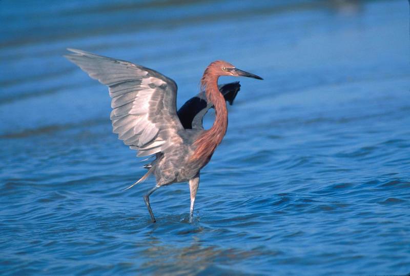 Reddish Egret (Egretta rufescens) {!--붉은백로, 적로(赤鷺)-->; DISPLAY FULL IMAGE.