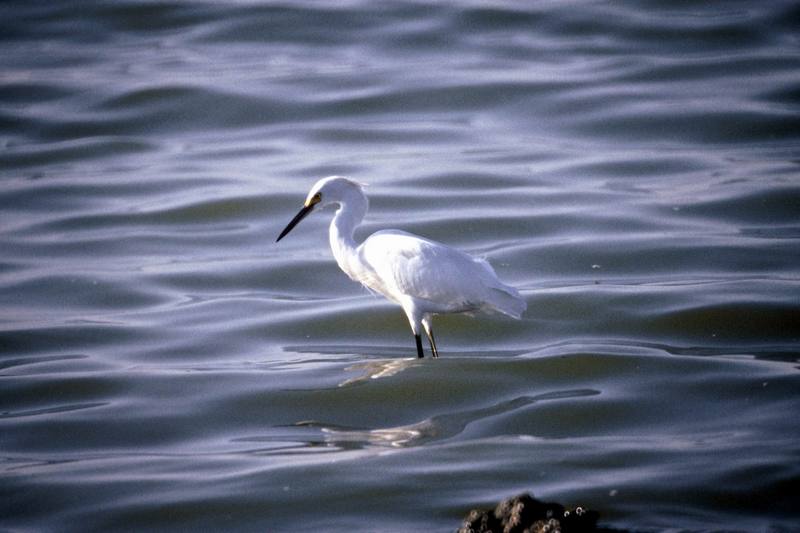 Snowy Egret (Egretta thula) {!--아메리카쇠백로-->; DISPLAY FULL IMAGE.