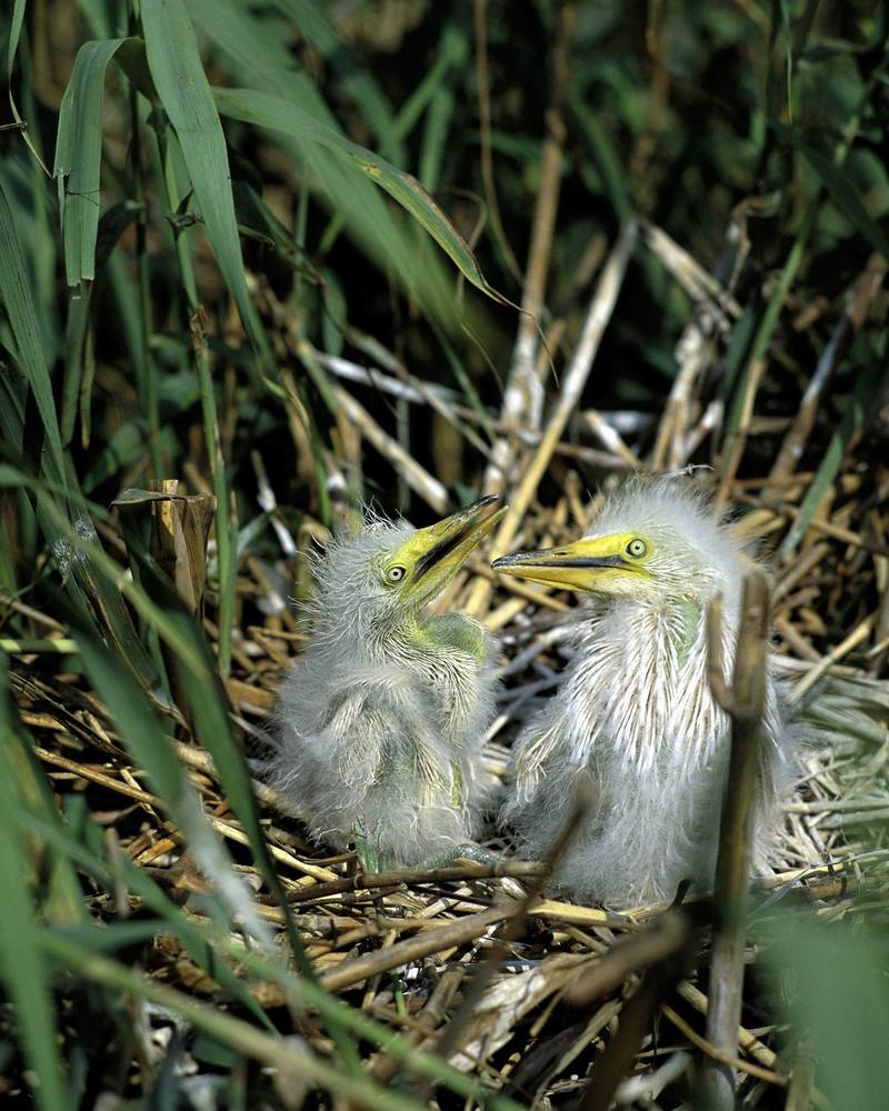 Snowy Egret chicks in nest (Egretta thula) {!--아메리카쇠백로-->; DISPLAY FULL IMAGE.