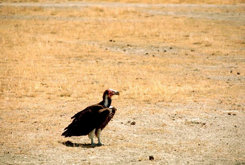 Lappet-faced Vulture (Torgos tracheliotus) {!--주름얼굴대머리수리(주름수리)-->; DISPLAY FULL IMAGE.