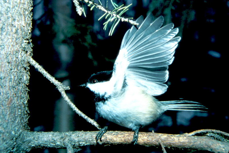 Black-capped Chickadee (Parus atricapillus) {!--검은머리쇠박새(아메리카쇠박새)-->; DISPLAY FULL IMAGE.