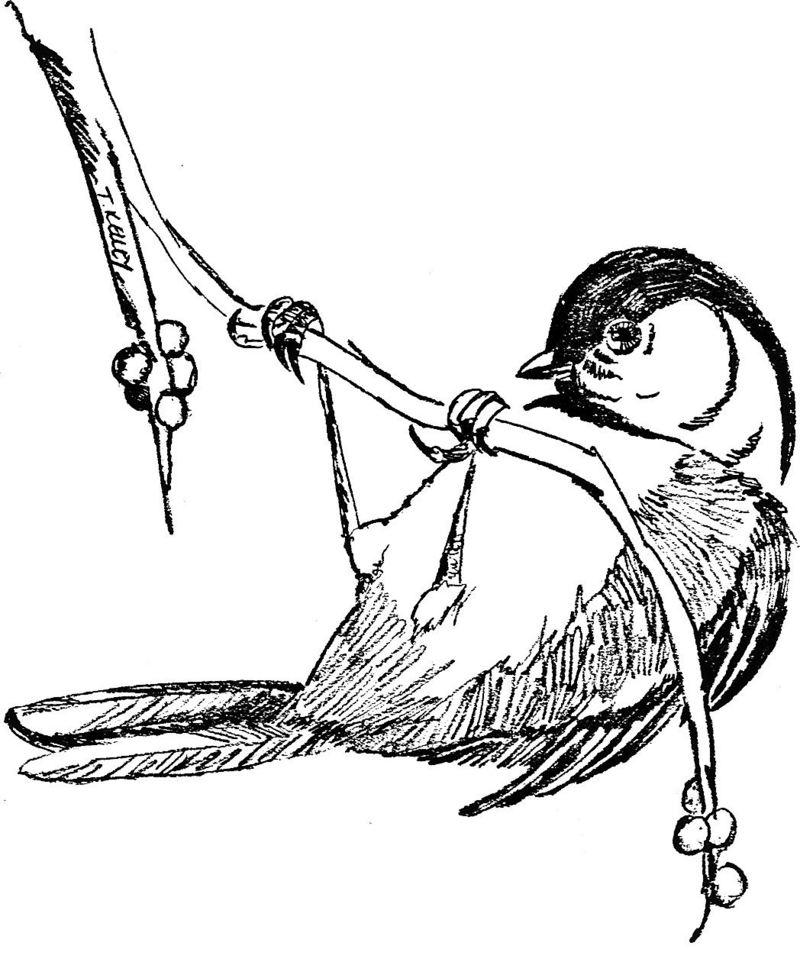Black-capped Chickadee (Parus atricapillus) {!--검은머리쇠박새(아메리카쇠박새)-->; DISPLAY FULL IMAGE.