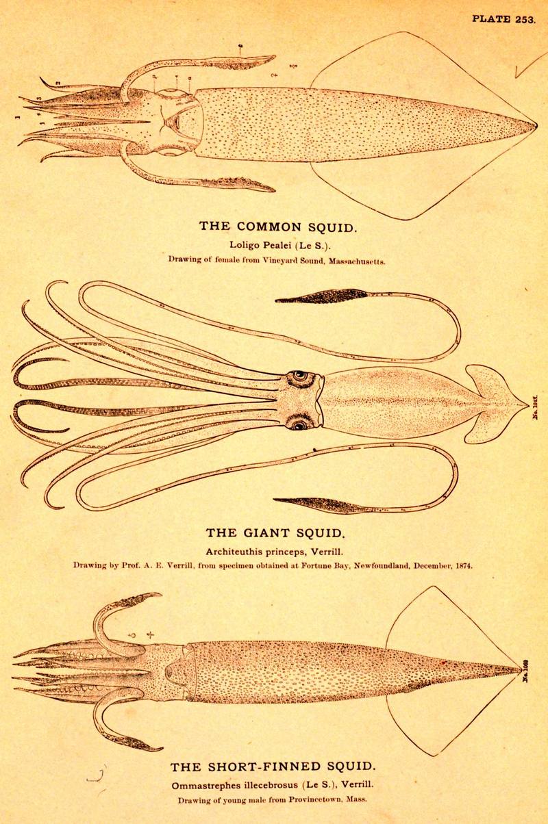 Various squid species {!--오징어류 도감-->; DISPLAY FULL IMAGE.