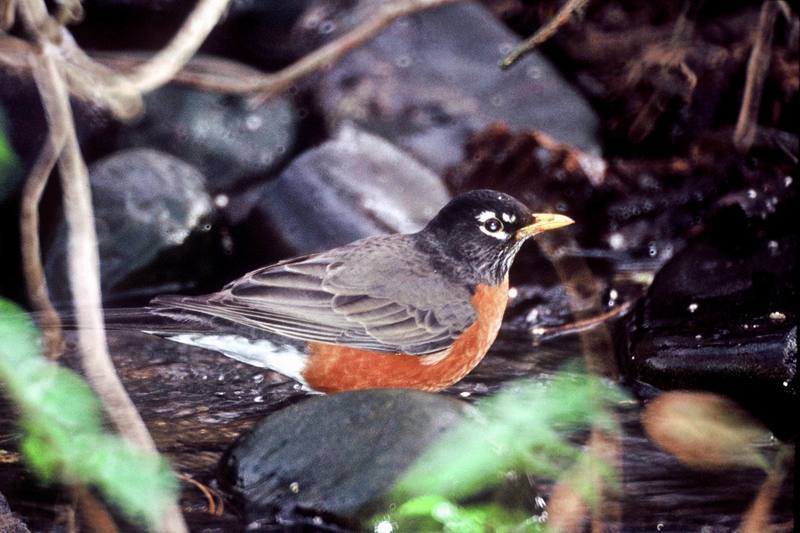 American Robin (Turdus migratorius) {!--아메리카붉은가슴울새(아메리카울새)-->; DISPLAY FULL IMAGE.