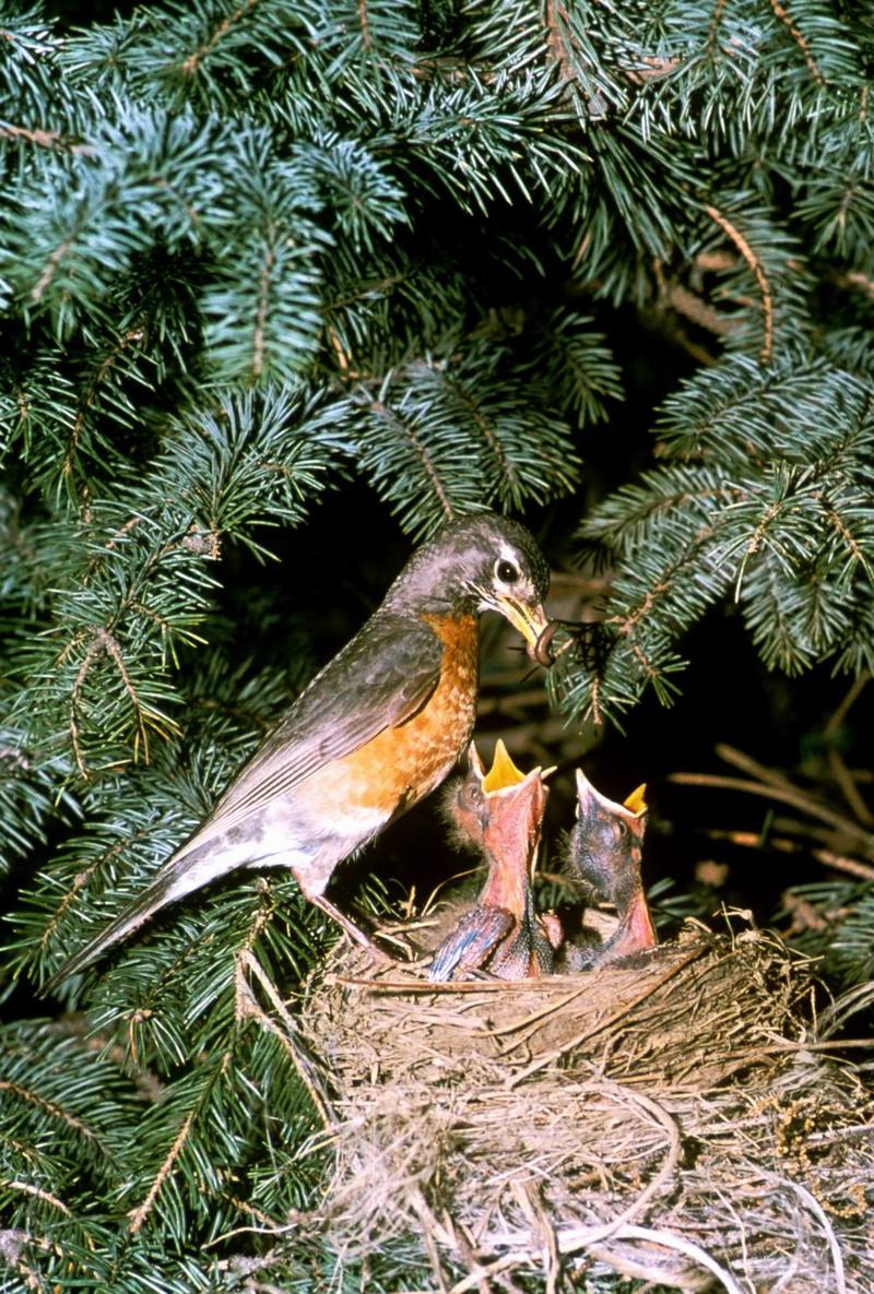 American Robin & chicks (Turdus migratorius) {!--아메리카붉은가슴울새(아메리카울새)-->; DISPLAY FULL IMAGE.