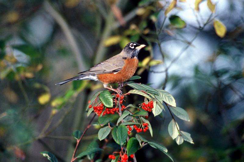 American Robin (Turdus migratorius) {!--아메리카붉은가슴울새(아메리카울새)-->; DISPLAY FULL IMAGE.