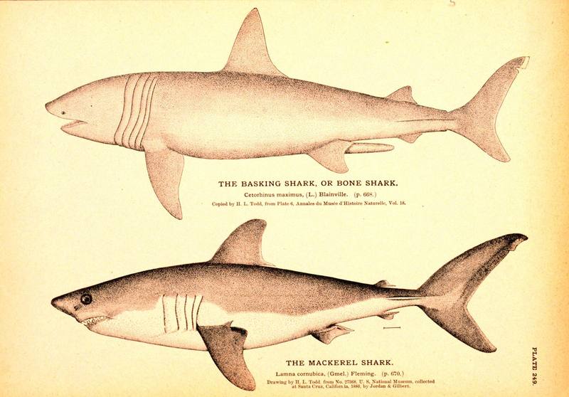 [Illust] Sharks (Basking Shark - Cetorhinus maximus & Porbeagle Shark - Lamna nasus); DISPLAY FULL IMAGE.