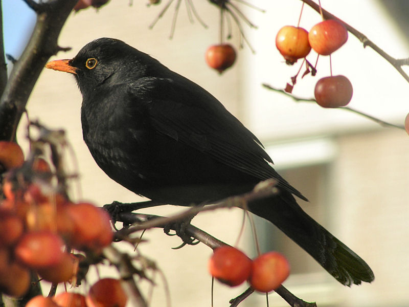 Common Blackbird eating apples; DISPLAY FULL IMAGE.