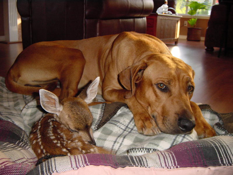 dog and deer; DISPLAY FULL IMAGE.