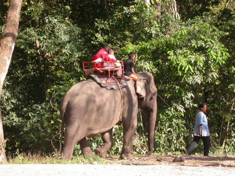 Asian Elephant Working as a tour guide; DISPLAY FULL IMAGE.