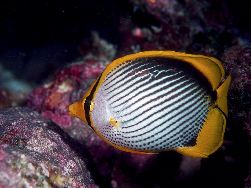 Screen Themes - Coral Reef Fish - Blackback Butterflyfish; DISPLAY FULL IMAGE.