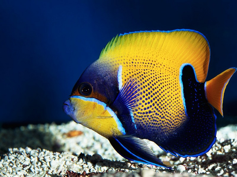 Screen Themes - Coral Reef Fish - Blue-girdled Angelfish; DISPLAY FULL IMAGE.