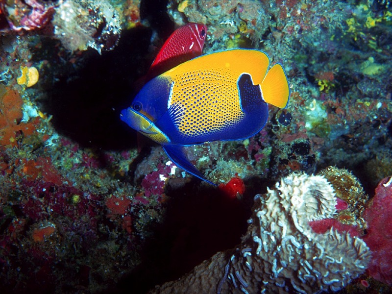 Screen Themes - Coral Reef Fish - Blue-girdled Angelfish 2; DISPLAY FULL IMAGE.