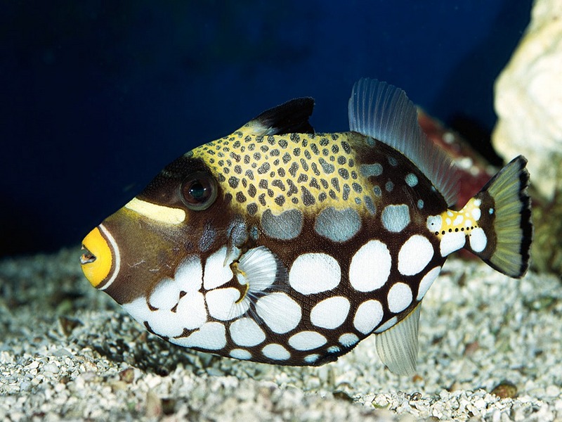 Screen Themes - Coral Reef Fish - Clown Triggerfish; DISPLAY FULL IMAGE.