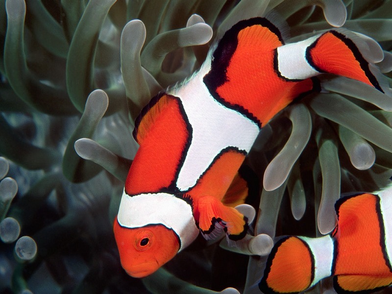 Screen Themes - Coral Reef Fish - Clownfish & Anemone; DISPLAY FULL IMAGE.
