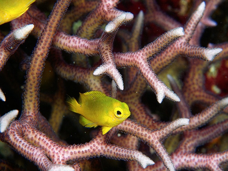 Screen Themes - Coral Reef Fish - Damselfish in Hard Coral; DISPLAY FULL IMAGE.