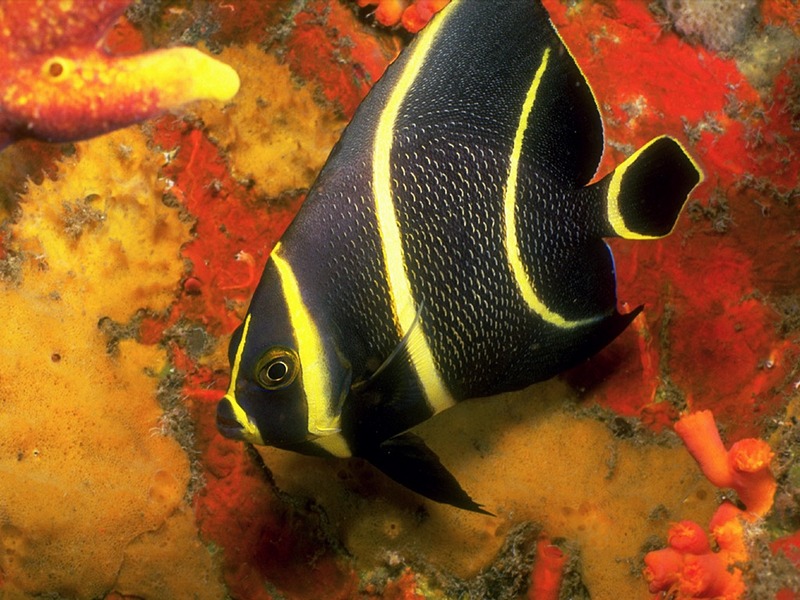 Screen Themes - Coral Reef Fish - French Angelfish; DISPLAY FULL IMAGE.