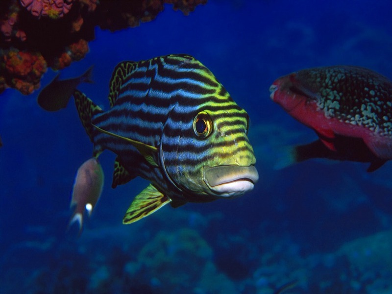 Screen Themes - Coral Reef Fish - Oriental Sweetlips; DISPLAY FULL IMAGE.