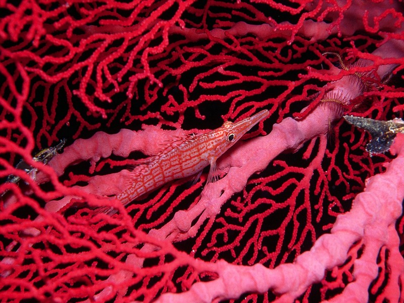Screen Themes - Coral Reef Fish - Longnose Hawkfish; DISPLAY FULL IMAGE.