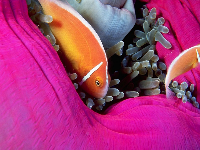 Screen Themes - Coral Reef Fish - Pink Anemonefish; DISPLAY FULL IMAGE.
