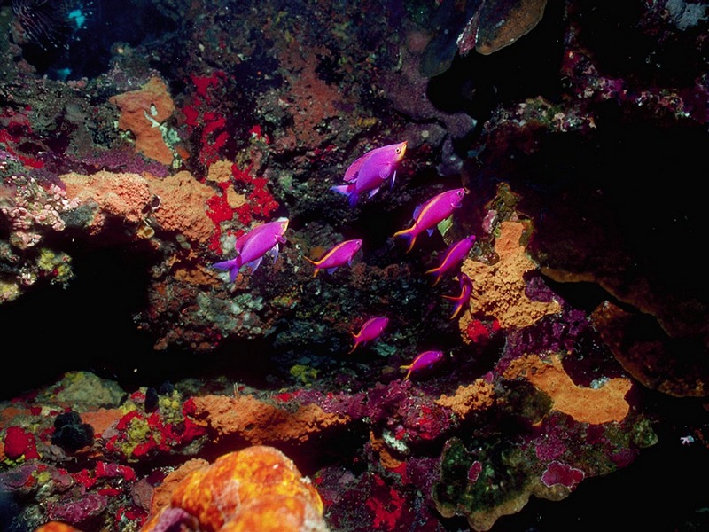 Screen Themes - Coral Reef Fish - Purple Anthias & Reef; DISPLAY FULL IMAGE.