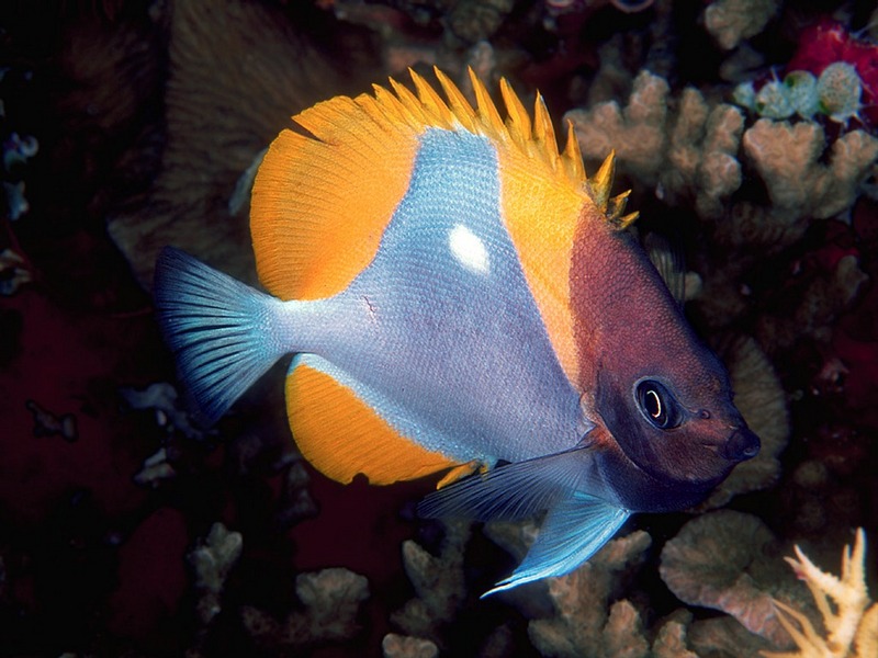 Screen Themes - Coral Reef Fish - Pyramid Butterflyfish; DISPLAY FULL IMAGE.