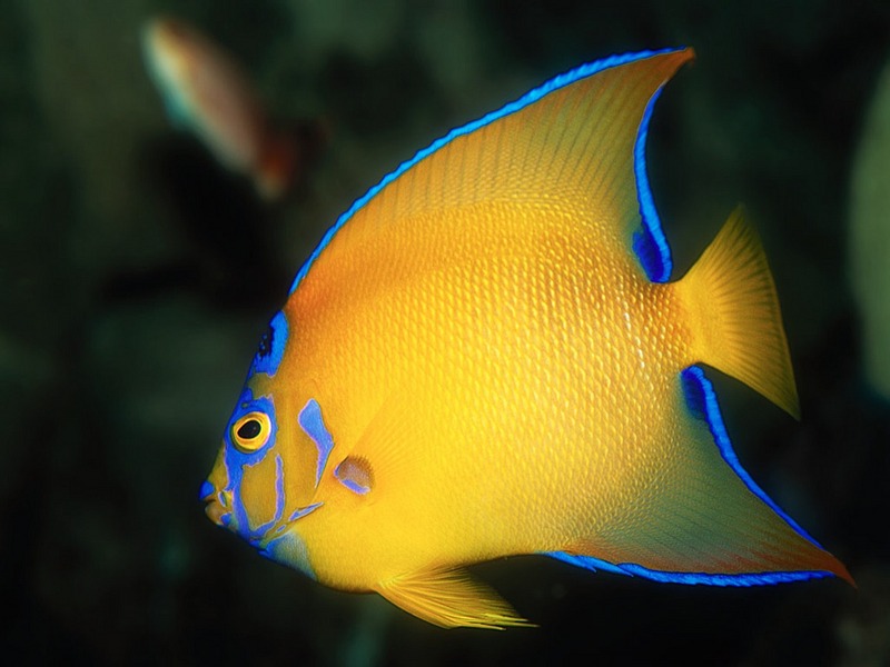 Screen Themes - Coral Reef Fish - Queen Angelfish; DISPLAY FULL IMAGE.