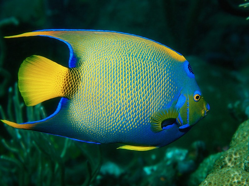 Screen Themes - Coral Reef Fish - Queen Angelfish 2; DISPLAY FULL IMAGE.