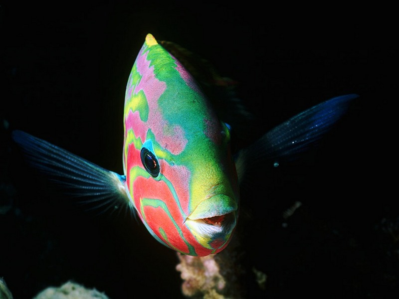 Screen Themes - Coral Reef Fish - Rainbow Wrasse; DISPLAY FULL IMAGE.