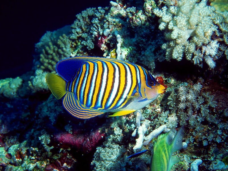Screen Themes - Coral Reef Fish - Regal Angelfish; DISPLAY FULL IMAGE.