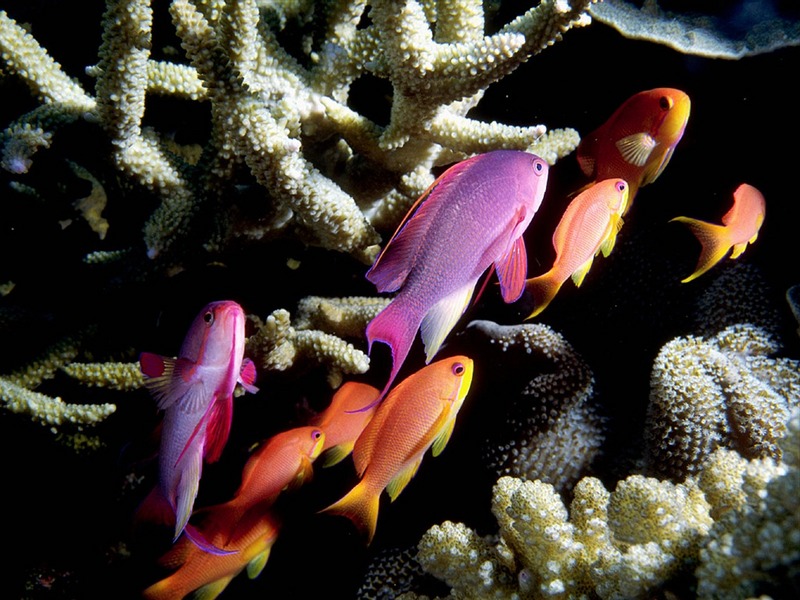 Screen Themes - Coral Reef Fish - Scalefin Anthias; DISPLAY FULL IMAGE.