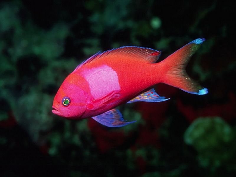 Screen Themes - Coral Reef Fish - Squarespot Anthias; DISPLAY FULL IMAGE.