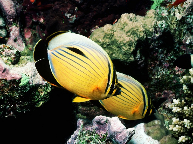 Screen Themes - Coral Reef Fish - Triangular Butterflyfish; DISPLAY FULL IMAGE.