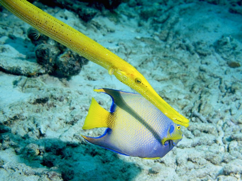 Screen Themes - Coral Reef Fish - Trumpetfish & Queen Angelfish; DISPLAY FULL IMAGE.