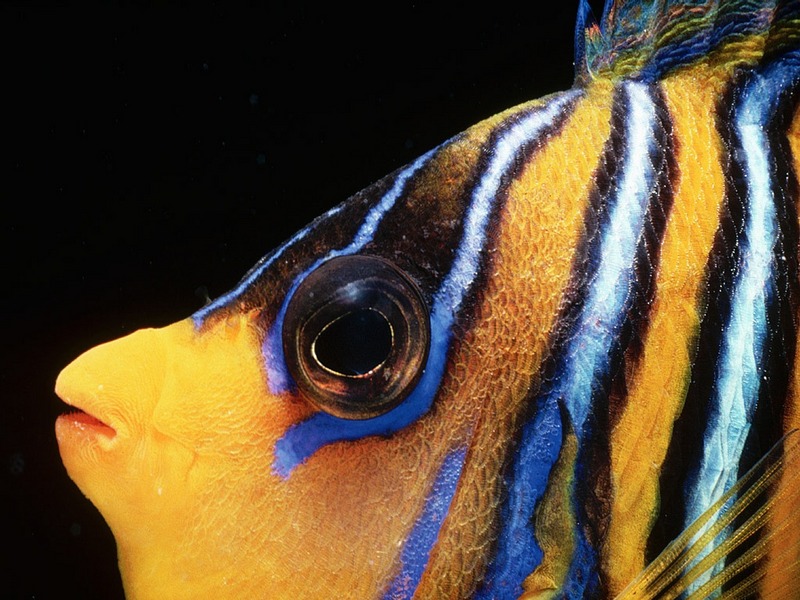 Screen Themes - Coral Reef Fish - Yellow & Blue Regal; DISPLAY FULL IMAGE.