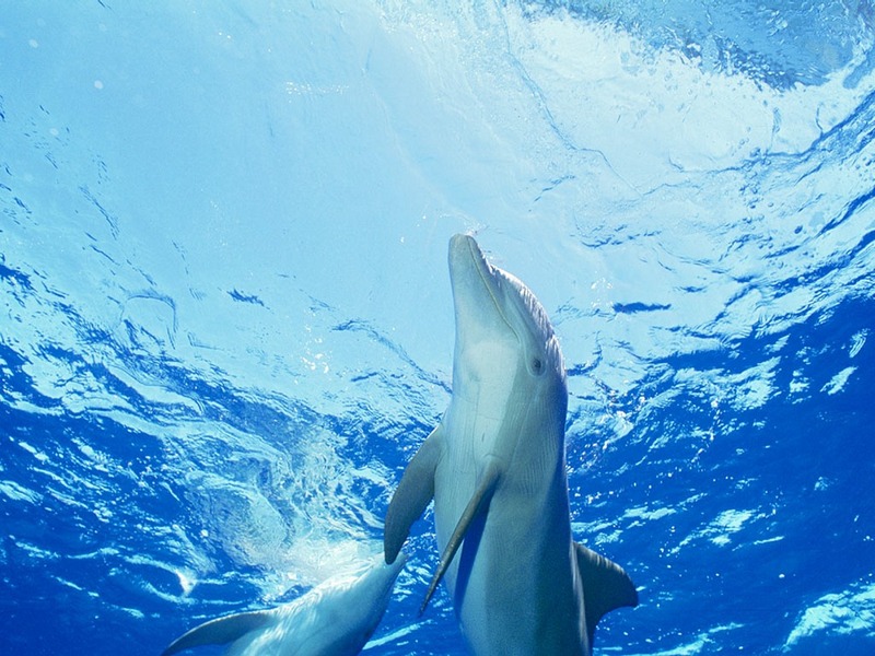 Screen Themes - Dolphins & Whales - Atlantic Bottlenosed Dolphin; DISPLAY FULL IMAGE.