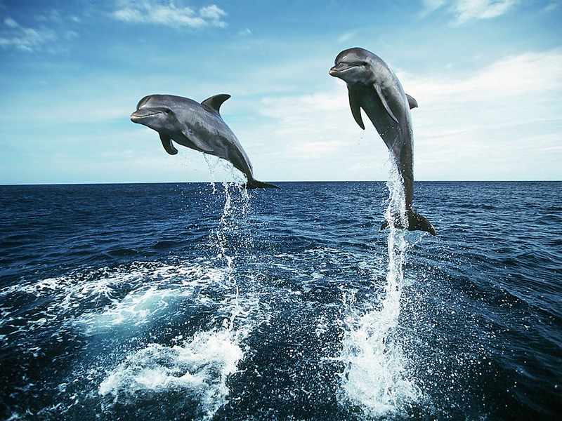 Screen Themes - Dolphins & Whales - Bottlenosed Dolphin duo Jumping; DISPLAY FULL IMAGE.