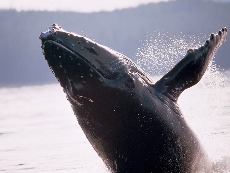 Screen Themes - Dolphins & Whales - Breaching Humpback Whale; DISPLAY FULL IMAGE.
