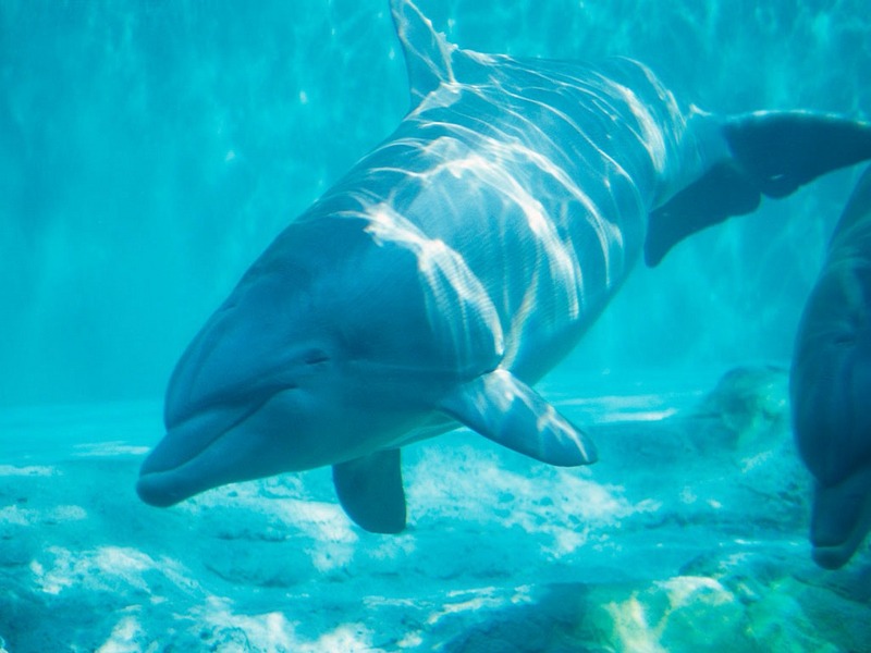 Screen Themes - Dolphins & Whales - Dolphin Swimming Underwater; DISPLAY FULL IMAGE.