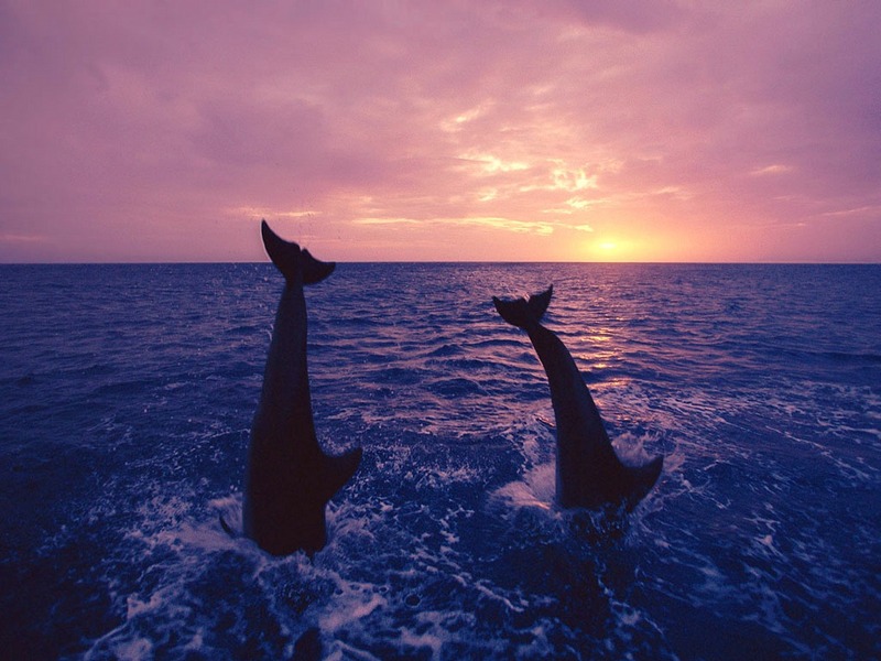 Screen Themes - Dolphins & Whales - Dolphins Diving in Ocean; DISPLAY FULL IMAGE.