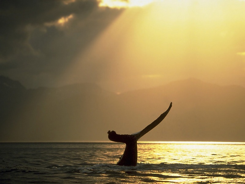 Screen Themes - Dolphins & Whales - Humpback Whale Fluke in Golden Sun; DISPLAY FULL IMAGE.
