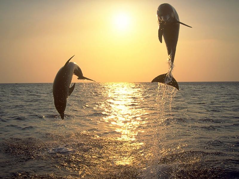 Screen Themes - Dolphins & Whales - Leaping Dolphins; DISPLAY FULL IMAGE.