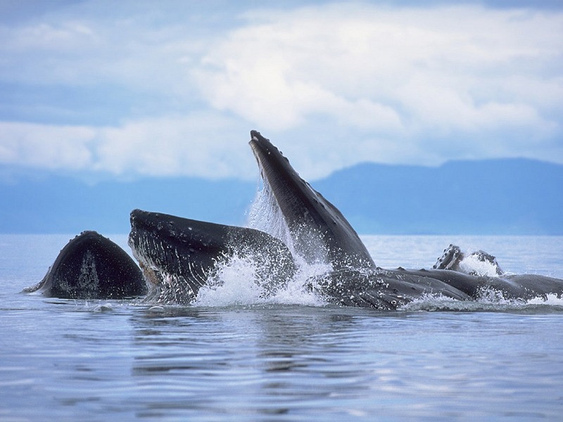 Screen Themes - Dolphins & Whales - Lunge Feeding Humpback Whales; DISPLAY FULL IMAGE.