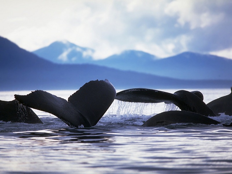 Screen Themes - Dolphins & Whales - Surfacing Humpback Whales; DISPLAY FULL IMAGE.