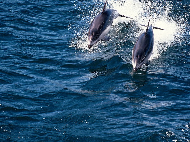Screen Themes - Dolphins & Whales - Pacific White-sided Dolphin duo; DISPLAY FULL IMAGE.
