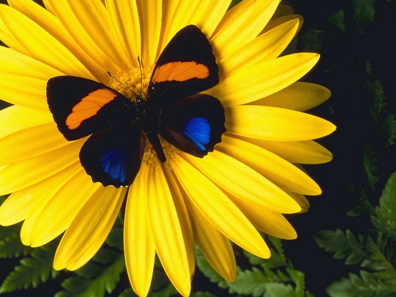 Screen Themes - Flower Power - Gerver Daisy & Butterfly; DISPLAY FULL IMAGE.